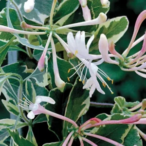 Harlequin Variegated Honeysuckle Vine - Lonicera - 2.5 Inch Pot - Flowering Vine