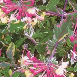 Harlequin Variegated Honeysuckle Vine - Lonicera - 2.5 Inch Pot - Flowering Vine