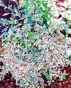 Harlequin Variegated Honeysuckle Vine - Lonicera - 2.5 Inch Pot - Flowering Vine