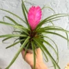 Hawaiian Pink Quill Plant - Tillandsia Exotic Plant - 4" Pot - Pink Flower