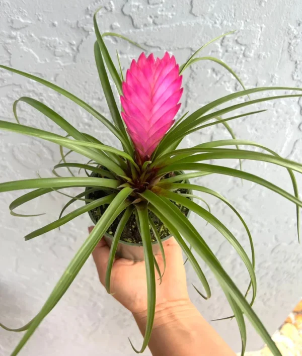 Hawaiian Pink Quill Plant - Tillandsia Exotic Plant - 4" Pot - Pink Flower
