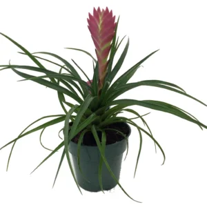Hawaiian Pink Quill Plant - Tillandsia Exotic Plant - 4" Pot - Pink Flower