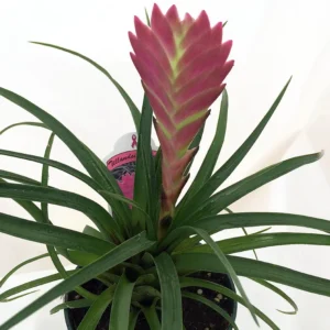 Hawaiian Pink Quill Plant - Tillandsia Exotic Plant - 4
