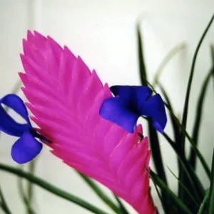 Hawaiian Pink Quill Plant - Tillandsia Exotic Plant - 4