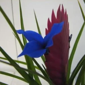 Hawaiian Pink Quill Plant - Tillandsia Exotic Plant - 4