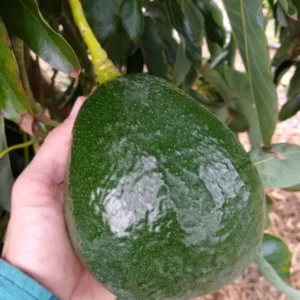 Holiday Avocado Tree - Grafted Tree - 1 Feet Tall