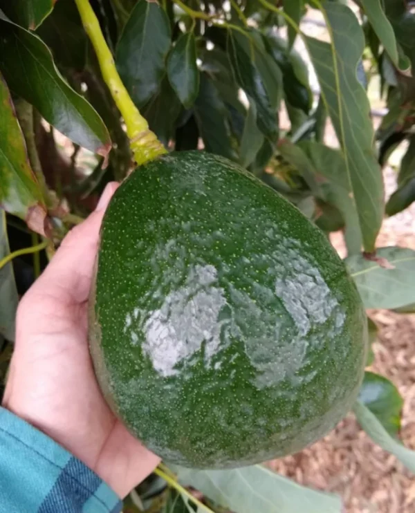 Holiday Avocado Tree - Grafted Tree - 1 Feet Tall