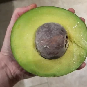 Holiday Avocado Tree - Grafted Tree - 1 Feet Tall