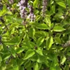 Holy Basil Live Plant - 5" Kapoor Tulsi - 3 Plant Plugs