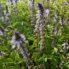 Holy Basil Live Plant - Kapoor Tulsi Ocimum Africanum - 5" Tall - 3 Plugs