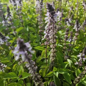 Holy Basil Live Plant - Kapoor Tulsi Ocimum Africanum - 5