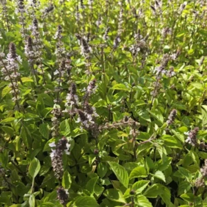Holy Basil Live Plant - Kapoor Tulsi Ocimum Africanum - 5" Tall - 3 Plugs