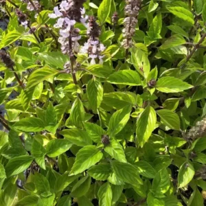 Holy Basil Live Plant - Kapoor Tulsi Ocimum Africanum - 5