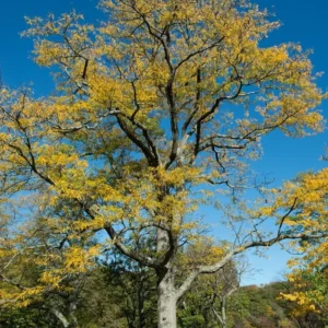 Honey Locust Tree Gleditsia triacanthos - 12-18