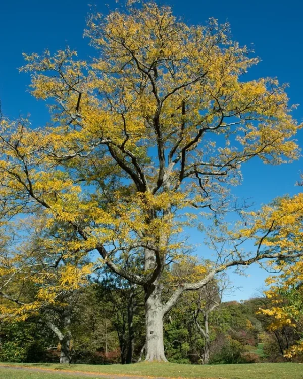 Honey Locust Tree Gleditsia triacanthos - 12-18" Potted Tree - Fast Growing Shade Tree