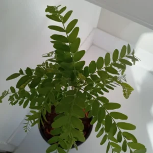 Honey Locust Tree Gleditsia triacanthos - 12-18" Potted Tree - Fast Growing Shade Tree