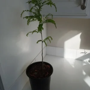 Honey Locust Tree Gleditsia triacanthos - 12-18