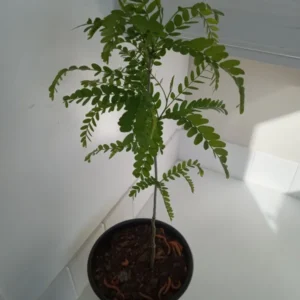 Honey Locust Tree Gleditsia triacanthos - 12-18