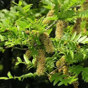Honey Locust Tree Gleditsia triacanthos - 12-18