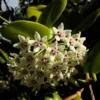Hoya Australis Wax Flower Vine - 5" Live Plant - Porcelain Flowers