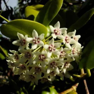 Hoya Australis Wax Flower Vine - 5