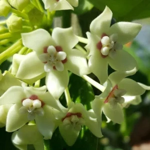 Hoya Australis Wax Flower Vine - 5" Live Plant - Porcelain Flowers