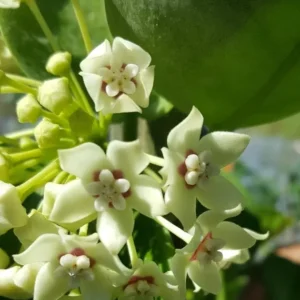 Hoya Australis Wax Flower Vine - 5