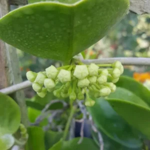 Hoya Australis Wax Flower Vine - 5