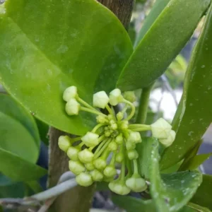 Hoya Australis Wax Flower Vine - 5