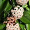 Hoya Carnosa Plant - Indoor Vine - Easy Care Wax Plant