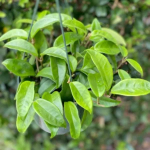 Hoya Carnosa Plant - Indoor Vine - Easy Care Wax Plant