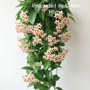 Hoya Carnosa Plant - Indoor Vine - Easy Care Wax Plant