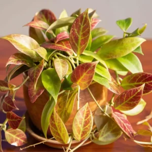 Hoya Sunrise Live Plant - 5-7 Inch Potted Wax Plant - Rare Indoor Houseplant