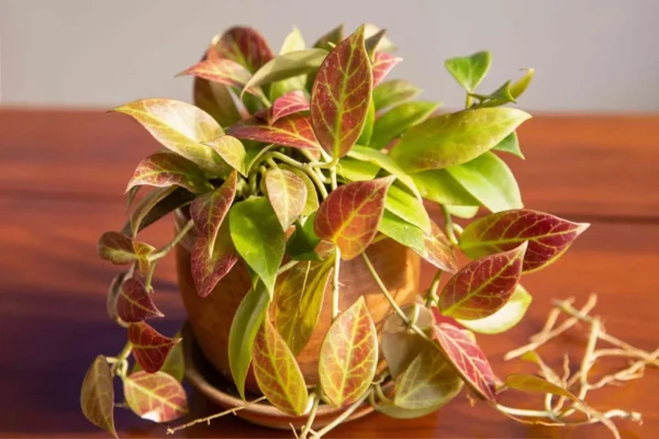 Hoya Sunrise Live Plant - 5-7 Inch Potted Wax Plant - Rare Indoor Houseplant
