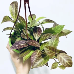 Hoya Sunrise Live Plant - 5-7 Inch Potted Wax Plant - Rare Indoor Houseplant