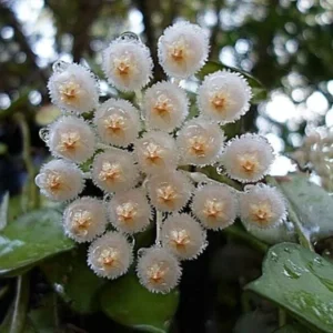 Hoya Sunrise Live Plant - 5-7 Inch Potted Wax Plant - Rare Indoor Houseplant