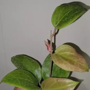 Hoya Sunrise Live Plant - 5-7 Inch Potted Wax Plant - Rare Indoor Houseplant