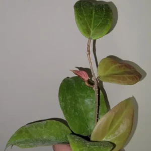 Hoya Sunrise Live Plant - 5-7 Inch Potted Wax Plant - Rare Indoor Houseplant