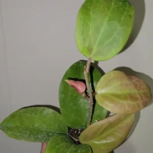 Hoya Sunrise Live Plant - 5-7 Inch Potted Wax Plant - Rare Indoor Houseplant