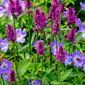Hummelo Betony Perennial - Stachys monieri - Quart Pot - Purple Blooms