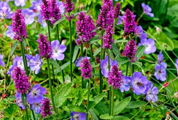 Hummelo Betony Perennial - Stachys monieri - Quart Pot - Purple Blooms