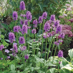 Hummelo Betony Perennial - Stachys monieri - Quart Pot - Purple Blooms