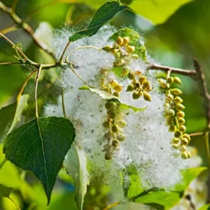 Hybrid Poplar Tree Fast Growing Shade Tree 2 to 3 ft Bare Root