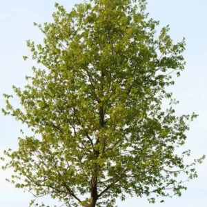 Hybrid Poplar Tree Fast Growing Shade Tree 2 to 3 ft Bare Root