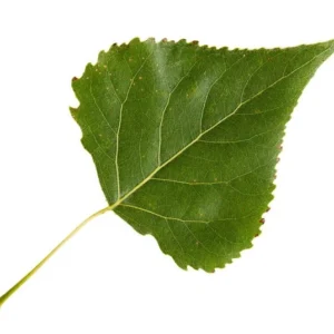 Hybrid Poplar Tree Fast Growing Shade Tree 2 to 3 ft Bare Root