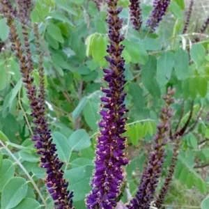 Indigo Bush Amorpha fruticosa Plant - 12-18 inch Tall - 1 Gallon Pot - Flowering Shrub