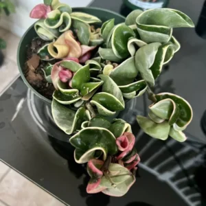 Indu Rope Variagate Potted Plant - 8 Inch Large Size