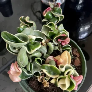 Indu Rope Variagate Potted Plant - 8 Inch Large Size