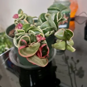 Indu Rope Variagate Potted Plant - 8 Inch Large Size