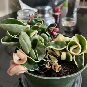 Indu Rope Variagate Potted Plant - 8 Inch Large Size